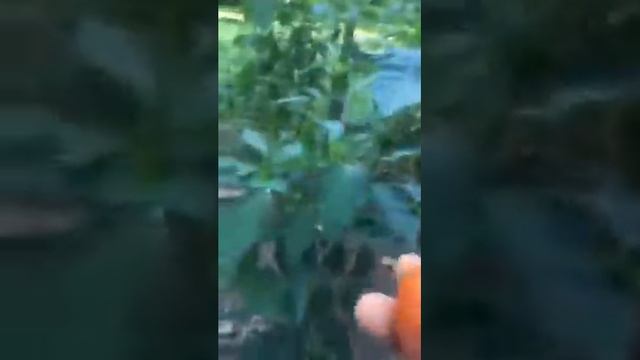 Basic Info: Roma Tomato Cultivation