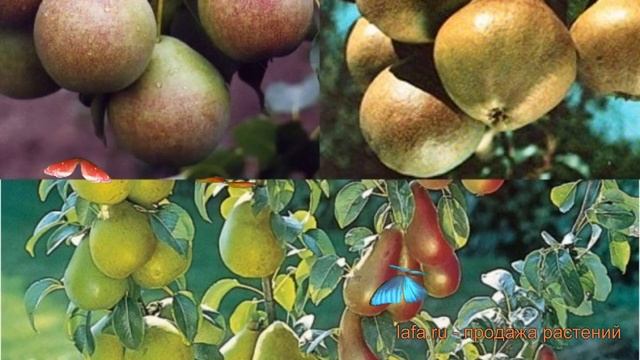 Груша обыкновенная Любимица Яковлева - Мраморная ? обзор: как сажать, саженцы груши смотреть онлайн