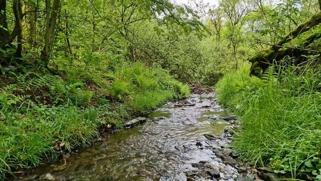 Приятный звук ручья и пение птиц для успокоения нервов, релаксации и сна. Быстро заснуть. Релакс. смотреть онлайн