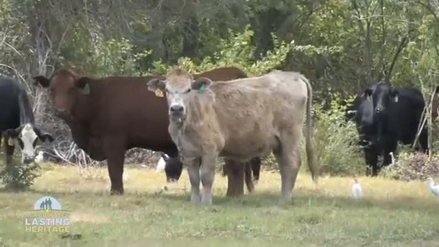 Lightsey Cattle Company, Florida смотреть онлайн