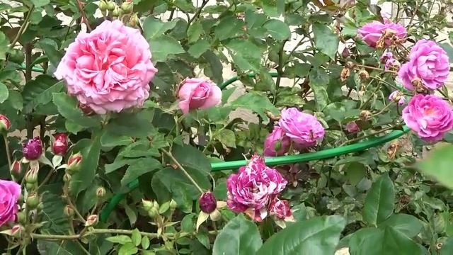 4. Розы в конце августа. Санкт-Петербург. смотреть онлайн