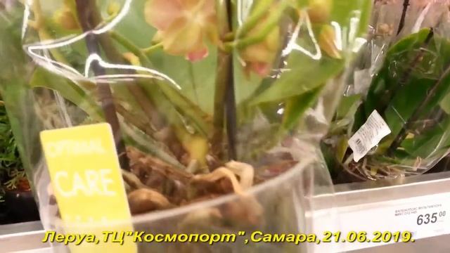ЛЕРУА:новый завоз - СОРТОВЫЕ МУЛЬТИФЛОРЫ;счастливая от покупок!21.06.2019,Самара,ТЦ "Космопорт". смотреть онлайн