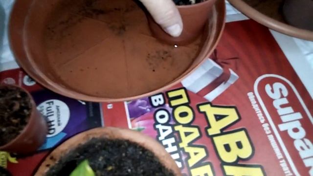 Адениум, мой полив. смотреть онлайн