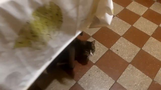 How My Cat Asks For Food / Как мой кот просит еду / Hogyan Kér Macskám ételt