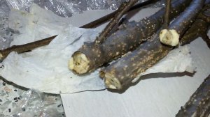 Груша как размножить черенком в домашних.Груша как размножить черенками?