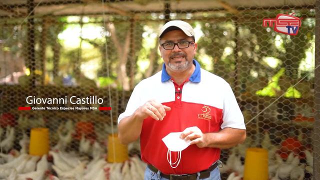 Conoce la importancia de la Genética de Gallinas Ponedoras смотреть онлайн