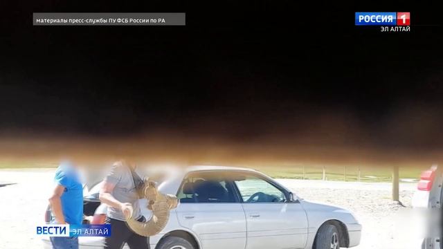 Житель Кош-Агачского района был задержан при попытке продажи рогов краснокнижных аргали смотреть онлайн