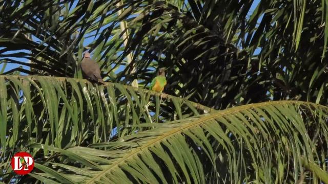 Senegal Parrots - Wild In The Gambia | Discover PARROTS