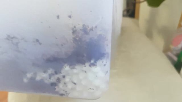 Улитки Ахатина. У них весна, опять новая кладка