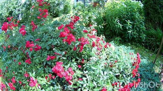 Почвопокровная роза РЕД КАСКАД. (США 1976 год) смотреть онлайн