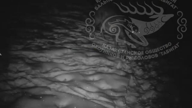 Козероги , маралы в стадах )). Снято в охотничьем хозяйстве . Ibex , Maral in Kazakhstan смотреть онлайн