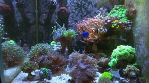 Очень ВАЖНО!!! параметры воды в морском аквариуме...