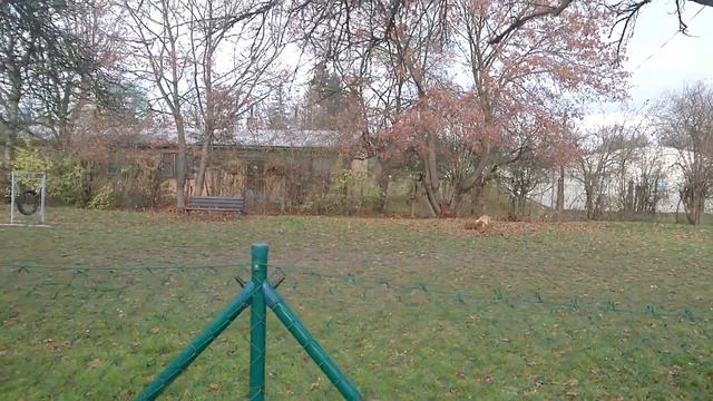 Немного о домашних животных в Чехии смотреть онлайн