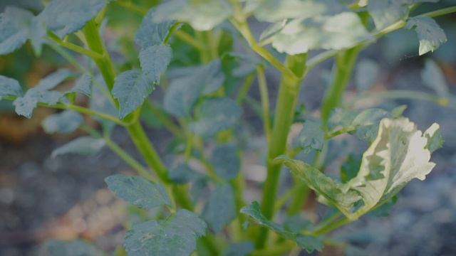 From Tuber to Bloom: A Complete Guide to Dahlia Gardening and Storage｜Garden Making ep14 смотреть онлайн