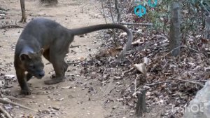 7 видов животных занесенных в черную книгу вымершие.