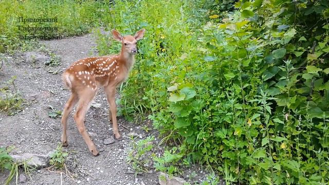 У гибридной оленухи Юльки родился малыш смотреть онлайн