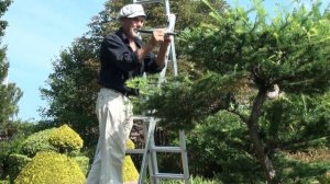 НИВАКИ. Топиарная стрижка лиственницы.  Н. Дементьев.