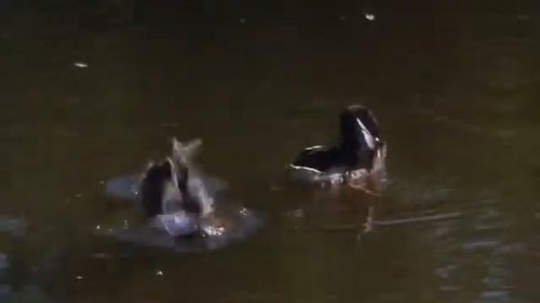 Забавная ферма / Funny Farm 1988 – фрагмент фильма