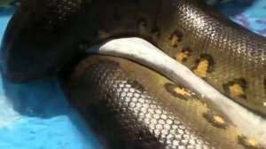 КАК ЕСТ АНАКОНДА |САМЫЕ БОЛЬШИЕ ЗМЕИ В МИРЕ |