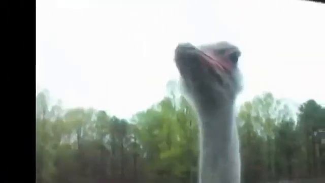 Приколы с животными за стеклом (((2 зоопарк. смотреть онлайн