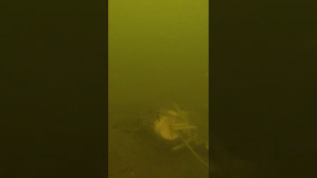 Приманки на рака. Сосиска #рыбалка #ловляраков смотреть онлайн