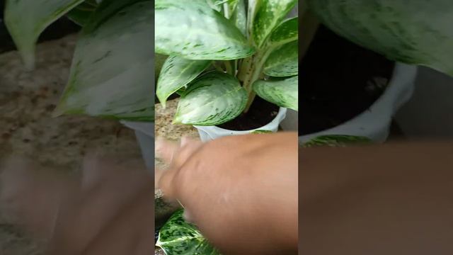 1st Houseplant Tour 1.0 Featuring Our 50+ Houseplants at the Backyard Stairs // Aug. 31, 2023 смотреть онлайн