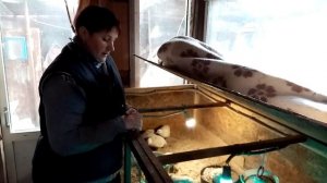 Техасская перепелка с высокой яйценоскостью. Содержание.