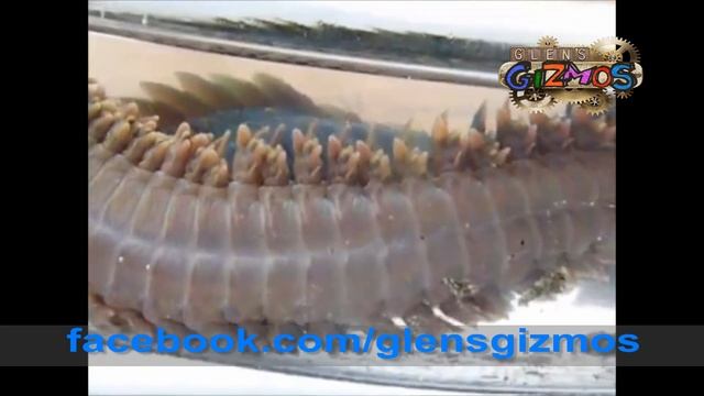 Giant Pile (Clam) Worm (Nereis brandti) смотреть онлайн
