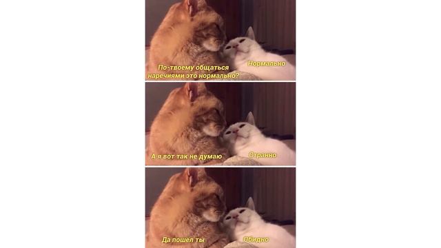 НЕОПОЗНАННЫЙ ТЫГЫДЫКАЮЩИЙ ОБЪЕКТ! ))) Приколы с котами | Мемозг 1151