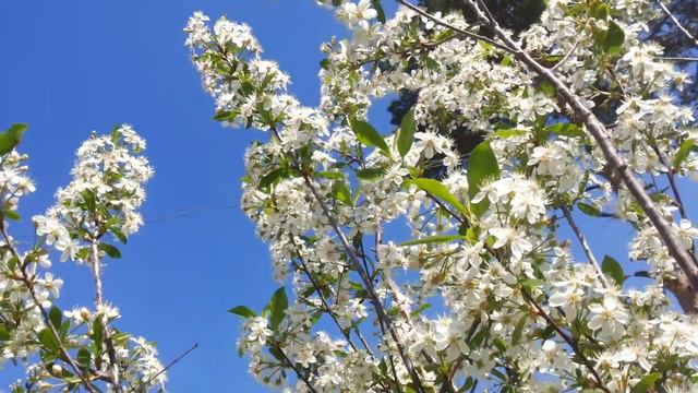 весна на даче смотреть онлайн