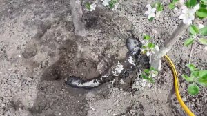 Как ухаживать за яблоней во время цветения