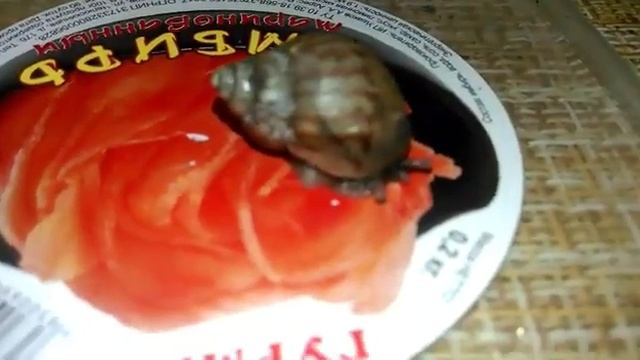 Лечебная улитка живущая в земле. Лечит кожу. смотреть онлайн