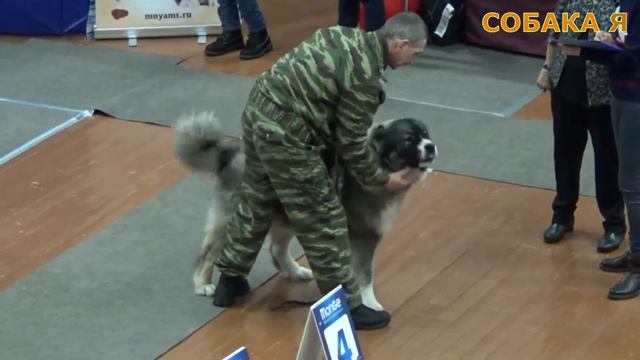 Кавказкая овчарка и Леонбергер. Caucasian Sheepdog and Leonberger. Выставка Собак. смотреть онлайн