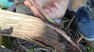 Прививка виноградной лозы дрелью