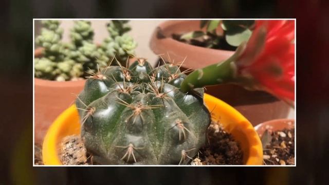 Gymnocalycium baldianum Çiçek Açtı ( Kaktüs ) смотреть онлайн