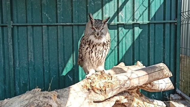 И спит, и бдит???❤ смотреть онлайн
