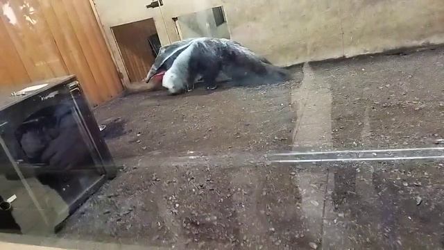 какая красивая интелегентная дамочка гигантский муравьед 16 октября 2021 г. смотреть онлайн