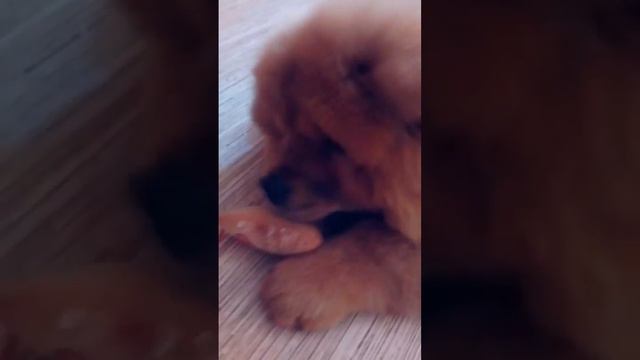 Щенок Чау-чау Кира и первая кровожадная схватка смотреть онлайн