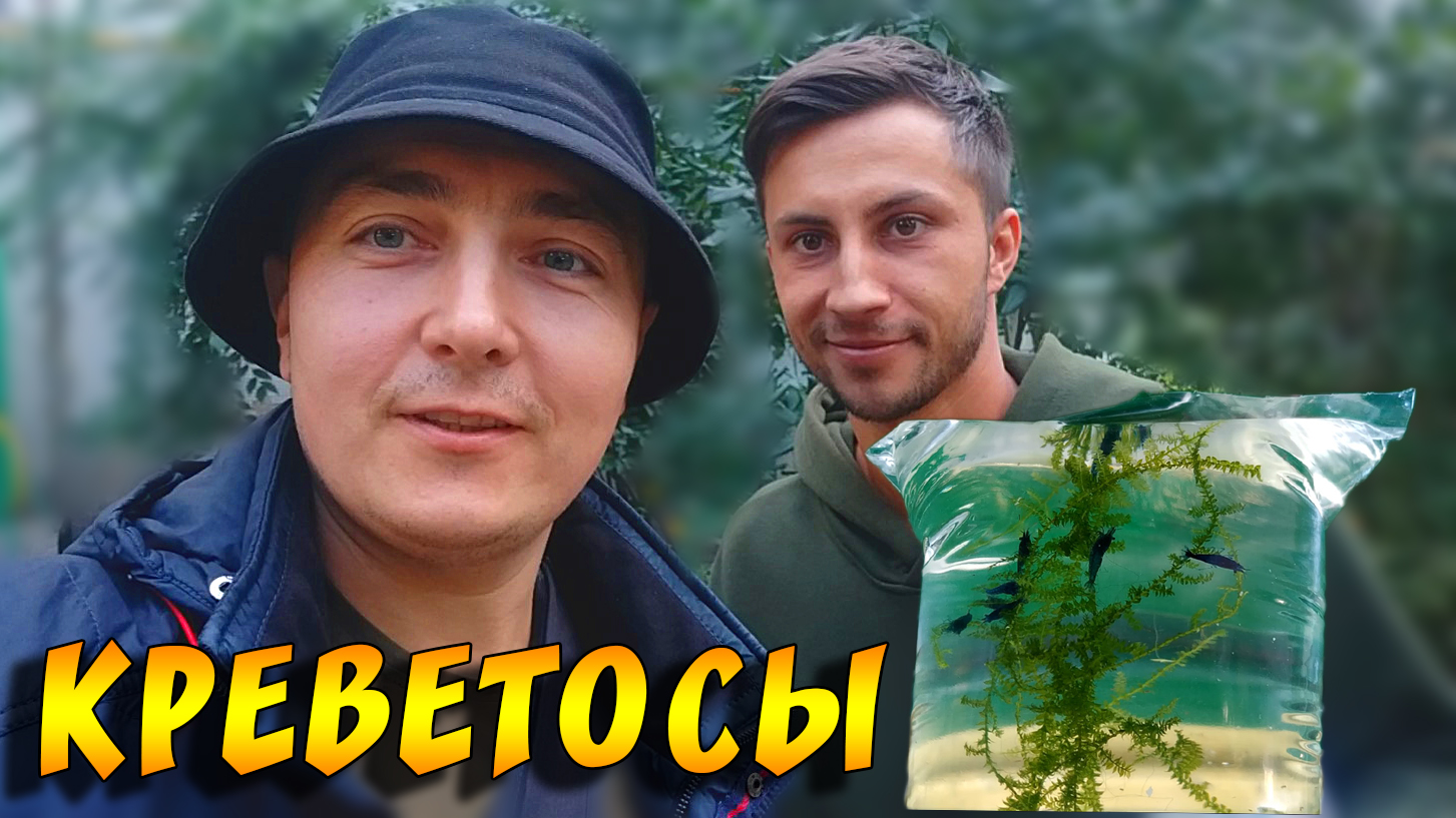 Пополняю палитру цветов креветок! смотреть онлайн