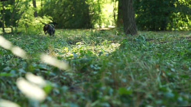 I'll Never Forgive You! Cute & funny dachshund dog video! смотреть онлайн