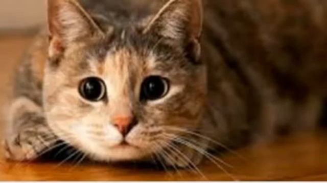 Как выбрать кличку кошке и многое другое! смотреть онлайн