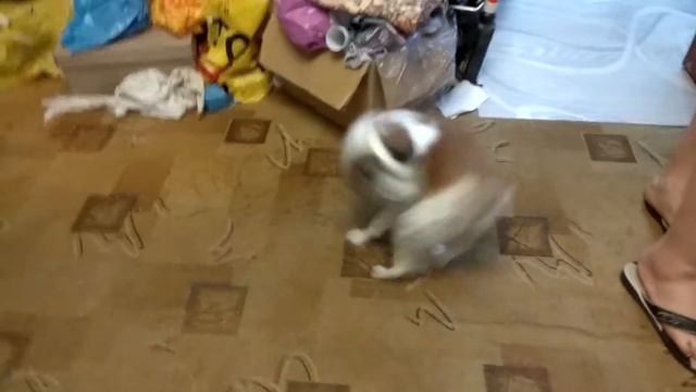 Смешная собака кружит в танце смотреть онлайн