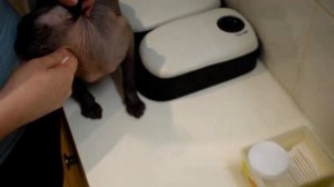 Чистим уши коту сфинксу