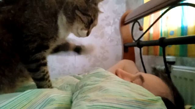 Кот будит спящего