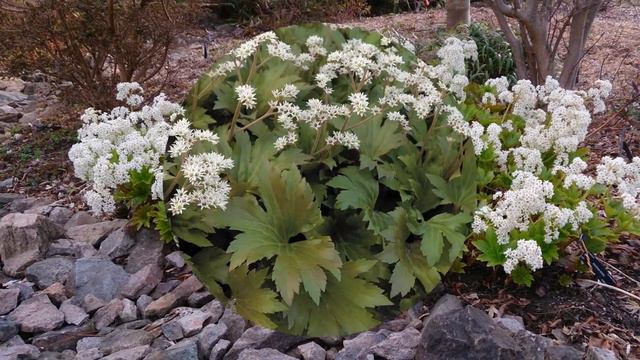 КЛЕНОЛИСТНИК (ACERIPHYLLUM) Сем. Камнеломковые смотреть онлайн