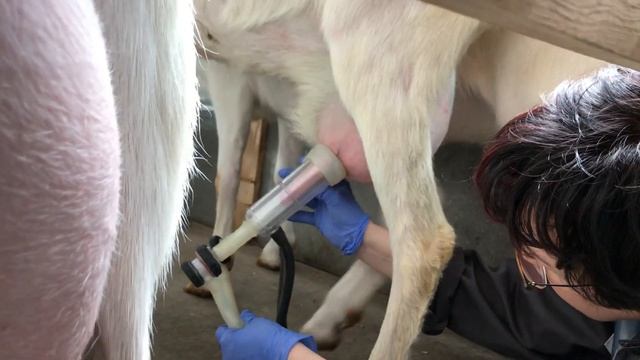 Доильный аппарат для коз, коза дойка смотреть онлайн