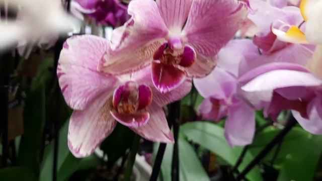 ОРХИДЕИ В БАУЦЕНТРЕ //07. 06. 24// смотреть онлайн