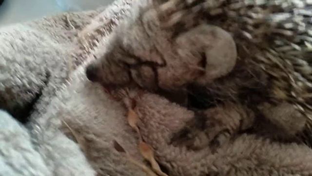 ЁЖИК ДЕМОДЕКОЗ - 2 смотреть онлайн