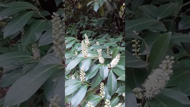 Лавровишня в цвету. Парк "Южные культуры" смотреть онлайн