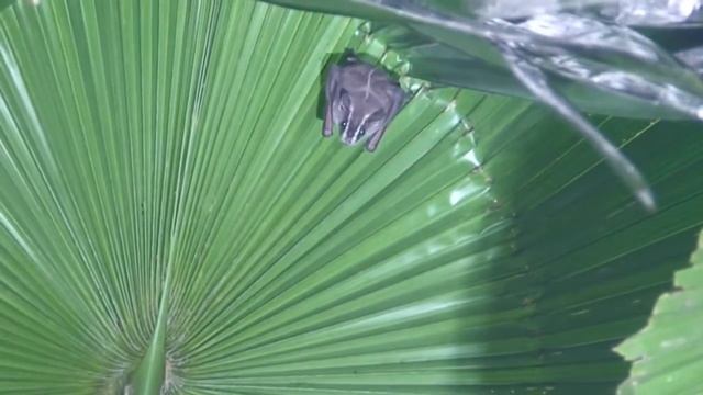 Leaf nose bat смотреть онлайн
